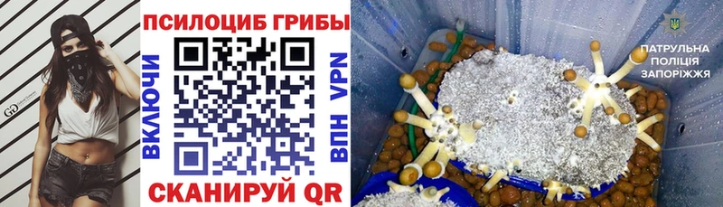 Купить где  Оленегорск  Галлюциногенные грибы MAGIC MUSHROOMS 